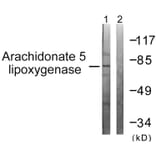 Western Blot - Anti-Arachidonate 5 Lipoxygenase Antibody (B0769) - Antibodies.com