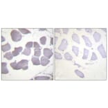 Immunohistochemistry - Anti-AMPK beta1 (phospho Ser181) Antibody (A0410) - Antibodies.com