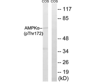 Western Blot - Anti-AMPK alpha (phospho Thr172) Antibody (A0003) - Antibodies.com
