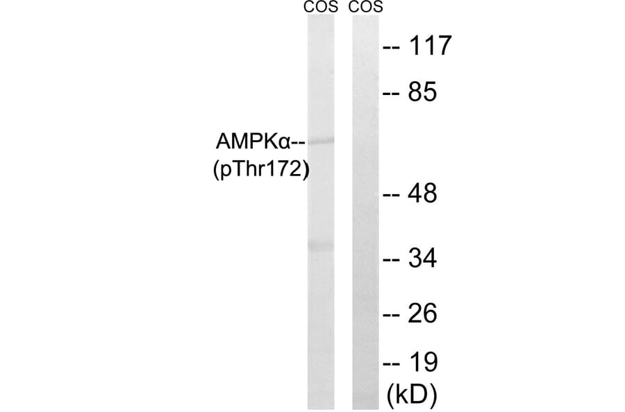 Western Blot - Anti-AMPK alpha (phospho Thr172) Antibody (A0003) - Antibodies.com