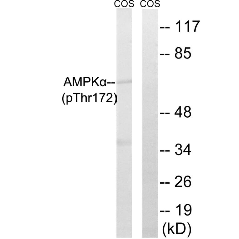 Western Blot - Anti-AMPK alpha (phospho Thr172) Antibody (A0003) - Antibodies.com