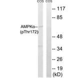 Western Blot - Anti-AMPK alpha (phospho Thr172) Antibody (A0003) - Antibodies.com