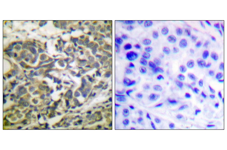 Immunohistochemistry - Anti-AMPK alpha (phospho Thr172) Antibody (A0003) - Antibodies.com