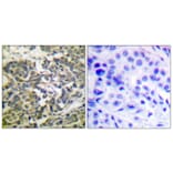 Immunohistochemistry - Anti-AMPK alpha (phospho Thr172) Antibody (A0003) - Antibodies.com