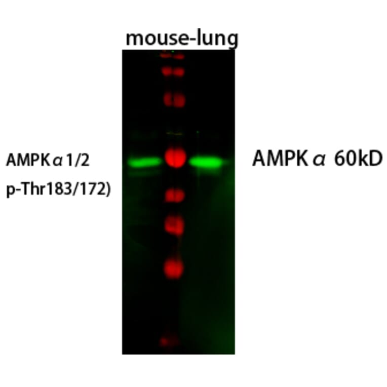 Western Blot - Anti-AMPK alpha (phospho Thr172) Antibody (A0003) - Antibodies.com