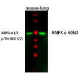 Western Blot - Anti-AMPK alpha (phospho Thr172) Antibody (A0003) - Antibodies.com