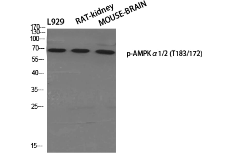 Western Blot - Anti-AMPK alpha (phospho Thr172) Antibody (A0003) - Antibodies.com