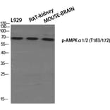 Western Blot - Anti-AMPK alpha (phospho Thr172) Antibody (A0003) - Antibodies.com