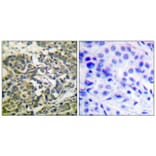 Immunohistochemistry - Anti-AMPK alpha (phospho Thr172) Antibody (A0003) - Antibodies.com