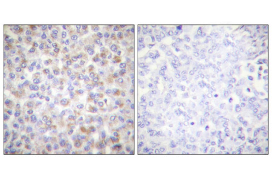 Immunohistochemistry - Anti-AMPK alpha (phospho Thr172) Antibody (A0003) - Antibodies.com