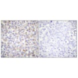 Immunohistochemistry - Anti-AMPK alpha (phospho Thr172) Antibody (A0003) - Antibodies.com