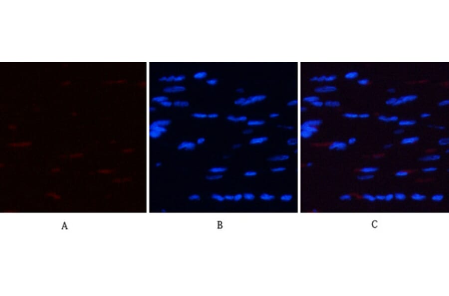 Immunofluorescence - Anti-AMPK alpha (phospho Thr172) Antibody (A0003) - Antibodies.com