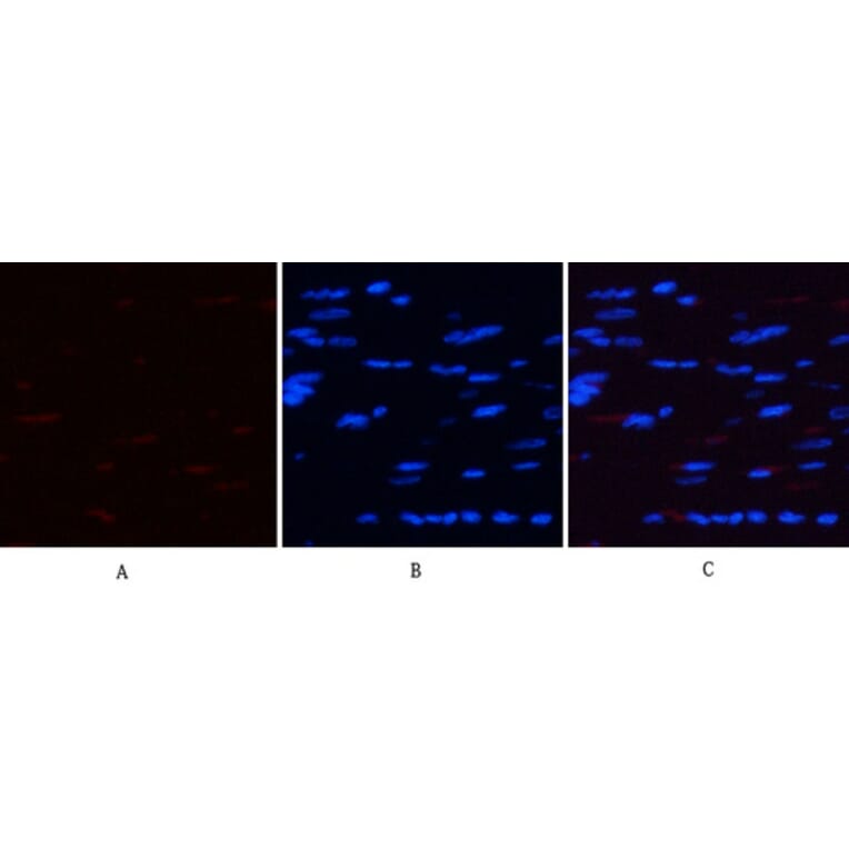 Immunofluorescence - Anti-AMPK alpha (phospho Thr172) Antibody (A0003) - Antibodies.com