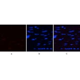 Immunofluorescence - Anti-AMPK alpha (phospho Thr172) Antibody (A0003) - Antibodies.com