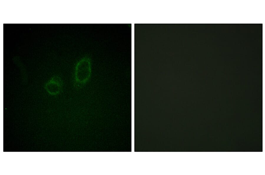Immunofluorescence - Anti-Moesin (phospho Thr558) Antibody (A1102) - Antibodies.com