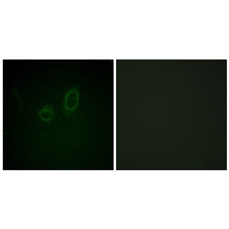 Immunofluorescence - Anti-Moesin (phospho Thr558) Antibody (A1102) - Antibodies.com