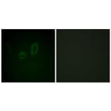 Immunofluorescence - Anti-Moesin (phospho Thr558) Antibody (A1102) - Antibodies.com