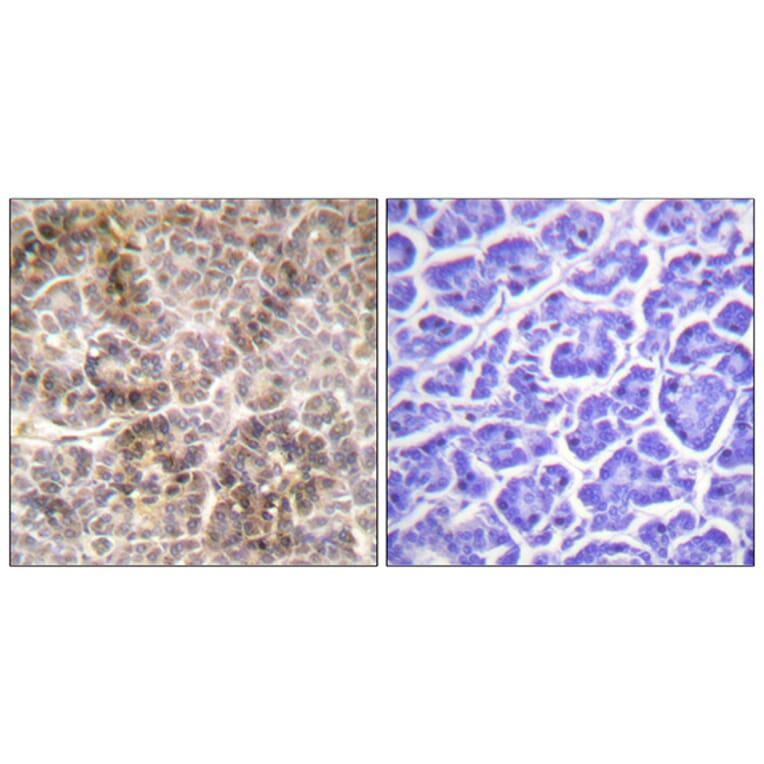 Immunohistochemistry - Anti-Moesin (phospho Thr558) Antibody (A1102) - Antibodies.com