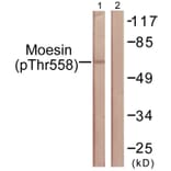 Western Blot - Anti-Moesin (phospho Thr558) Antibody (A1102) - Antibodies.com