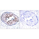 Immunohistochemistry - Anti-STAT5A (phospho Ser780) Antibody (A7226) - Antibodies.com