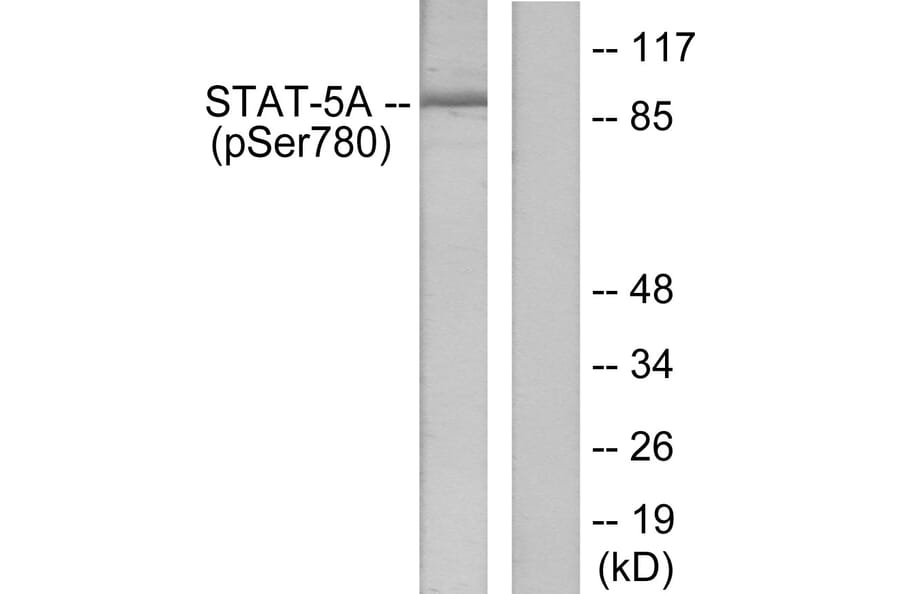 Western Blot - Anti-STAT5A (phospho Ser780) Antibody (A7226) - Antibodies.com