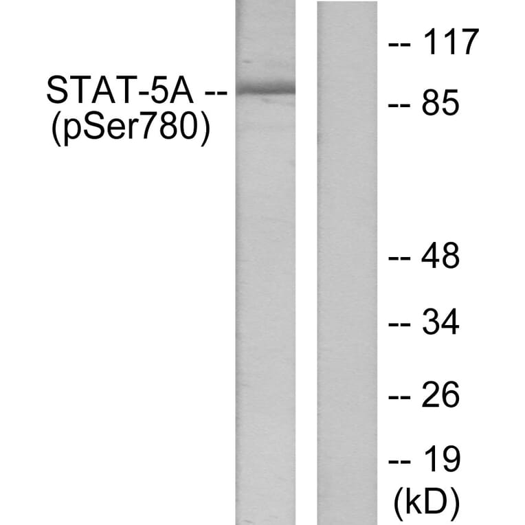 Western Blot - Anti-STAT5A (phospho Ser780) Antibody (A7226) - Antibodies.com