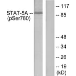 Western Blot - Anti-STAT5A (phospho Ser780) Antibody (A7226) - Antibodies.com