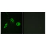 Immunofluorescence - Anti-PLCG2 (phospho Tyr1217) Antibody (A0553) - Antibodies.com