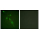 Immunofluorescence - Anti-Lys-Acetylated Proteins Antibody (D0020) - Antibodies.com