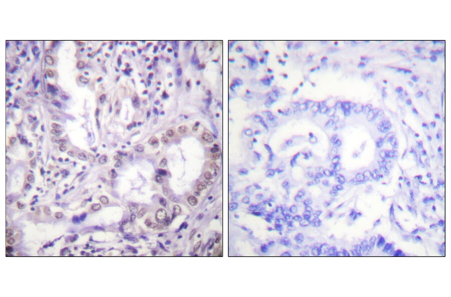 Immunohistochemistry - Anti-Lys-Acetylated Proteins Antibody (D0020) - Antibodies.com