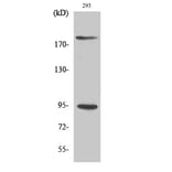 Western Blot - Anti-IGF1R (phospho Tyr1161) Antibody (A7114) - Antibodies.com