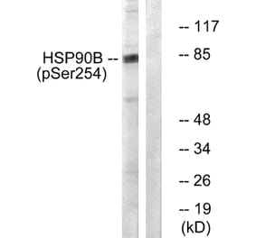 Western Blot - Anti-HSP90B (phospho Ser254) Antibody (A0013) - Antibodies.com