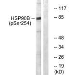 Western Blot - Anti-HSP90B (phospho Ser254) Antibody (A0013) - Antibodies.com