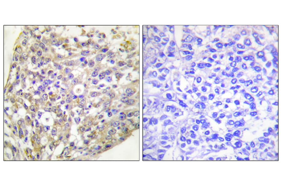 Immunohistochemistry - Anti-HSP90B (phospho Ser254) Antibody (A0013) - Antibodies.com