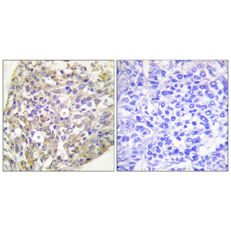 Immunohistochemistry - Anti-HSP90B (phospho Ser254) Antibody (A0013) - Antibodies.com