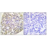 Immunohistochemistry - Anti-HSP90B (phospho Ser254) Antibody (A0013) - Antibodies.com