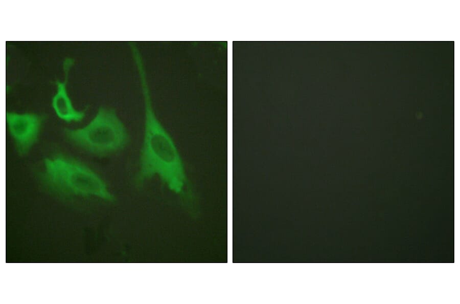 Immunofluorescence - Anti-HSP90B (phospho Ser254) Antibody (A0013) - Antibodies.com