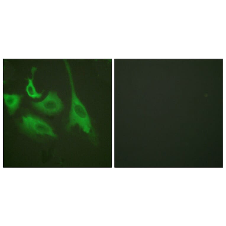 Immunofluorescence - Anti-HSP90B (phospho Ser254) Antibody (A0013) - Antibodies.com
