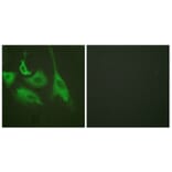 Immunofluorescence - Anti-HSP90B (phospho Ser254) Antibody (A0013) - Antibodies.com