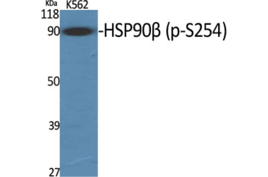 Western Blot - Anti-HSP90B (phospho Ser254) Antibody (A0013) - Antibodies.com