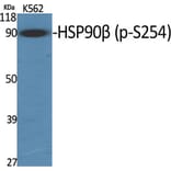 Western Blot - Anti-HSP90B (phospho Ser254) Antibody (A0013) - Antibodies.com