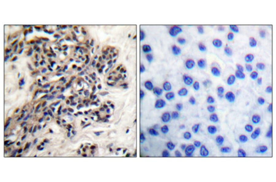 Immunohistochemistry - Anti-HSP90B (phospho Ser254) Antibody (A0013) - Antibodies.com