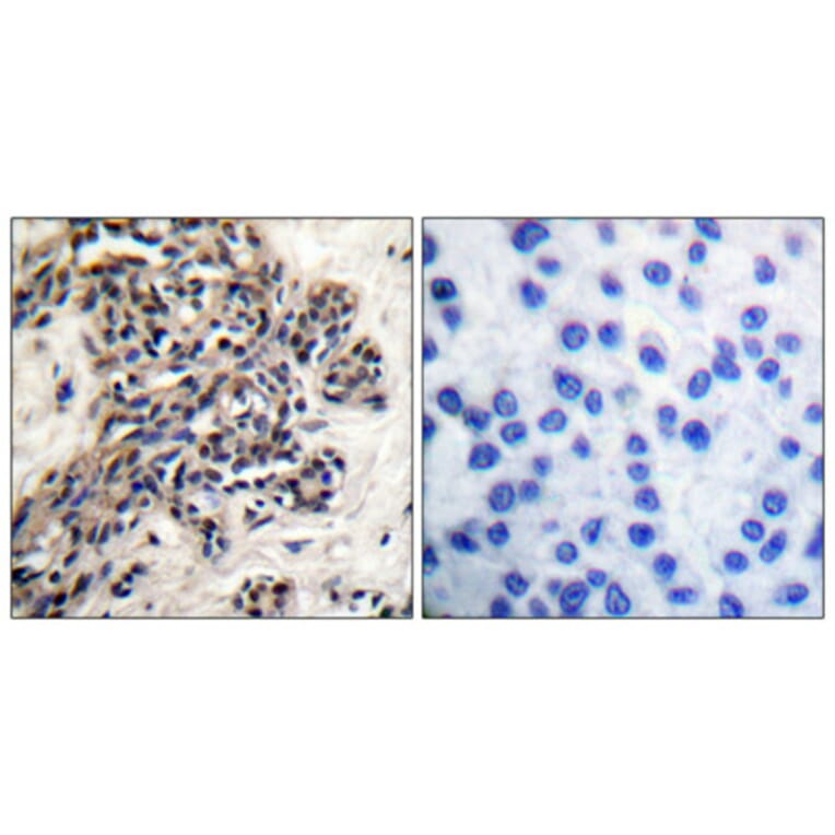 Immunohistochemistry - Anti-HSP90B (phospho Ser254) Antibody (A0013) - Antibodies.com