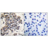 Immunohistochemistry - Anti-HSP90B (phospho Ser254) Antibody (A0013) - Antibodies.com