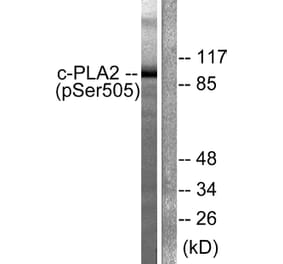 Western Blot - Anti-c-PLA2 (phospho Ser505) Antibody (A0065) - Antibodies.com