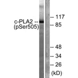 Western Blot - Anti-c-PLA2 (phospho Ser505) Antibody (A0065) - Antibodies.com