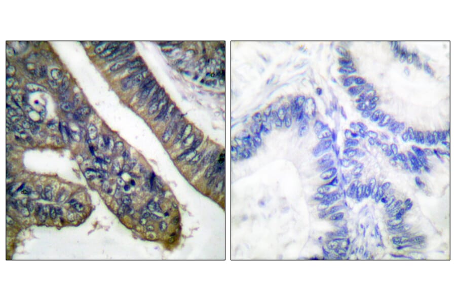 Immunohistochemistry - Anti-c-PLA2 (phospho Ser505) Antibody (A0065) - Antibodies.com