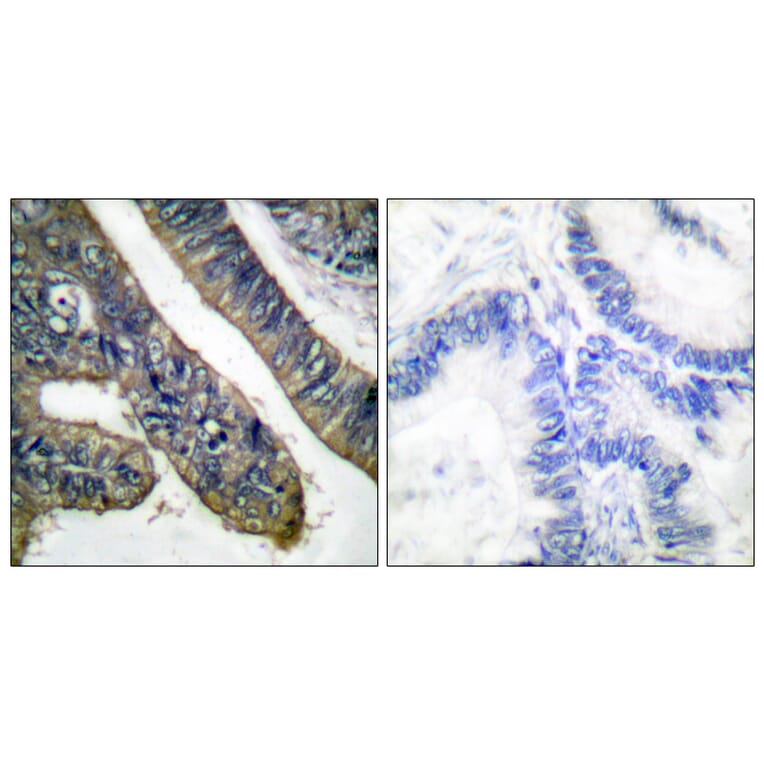 Immunohistochemistry - Anti-c-PLA2 (phospho Ser505) Antibody (A0065) - Antibodies.com