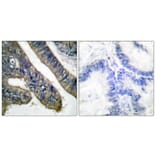 Immunohistochemistry - Anti-c-PLA2 (phospho Ser505) Antibody (A0065) - Antibodies.com