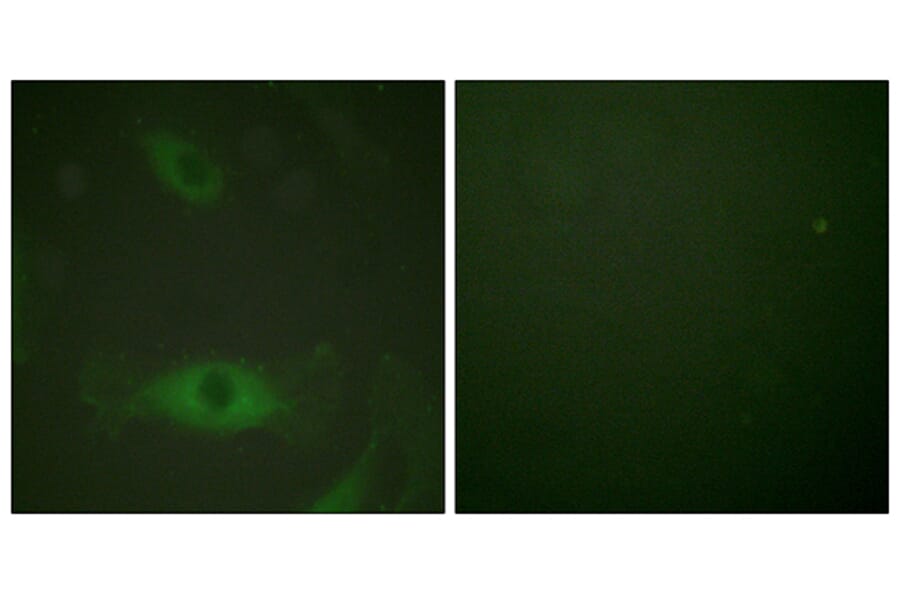 Immunofluorescence - Anti-c-PLA2 (phospho Ser505) Antibody (A0065) - Antibodies.com
